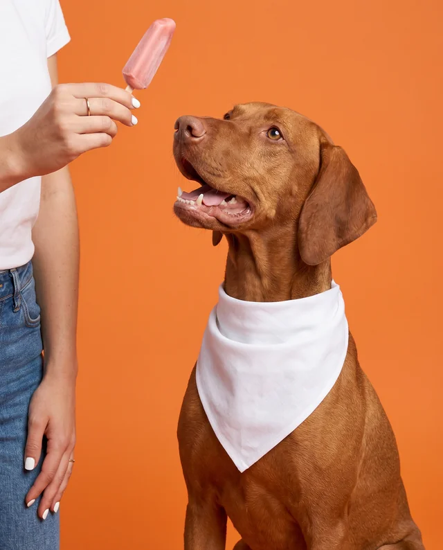Happy Dog Bandana Mockup with Colorful Popsicle