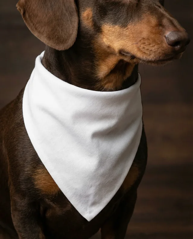 Charming Dachshund Portrait with Stylish Bandana Mockup