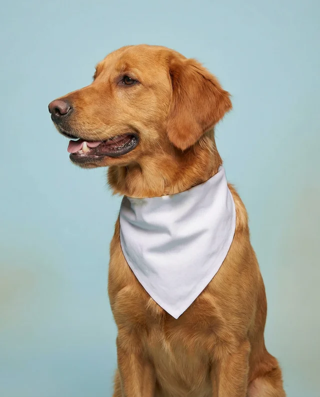 Golden Retriever Mockup with White Bandana in Pastel Blue